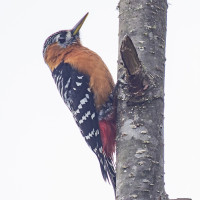 Rufous-bellied Woodpecker